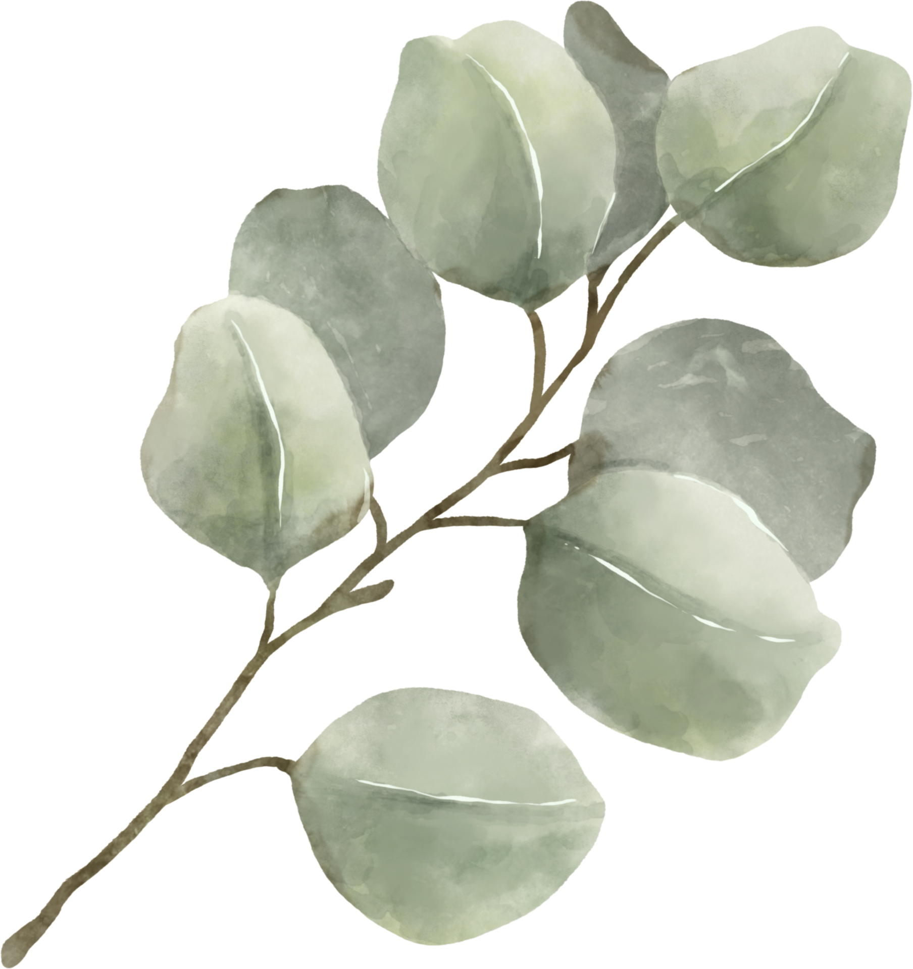 Eucalyptus Watercolor Leaves Illustration 9369338 PNG