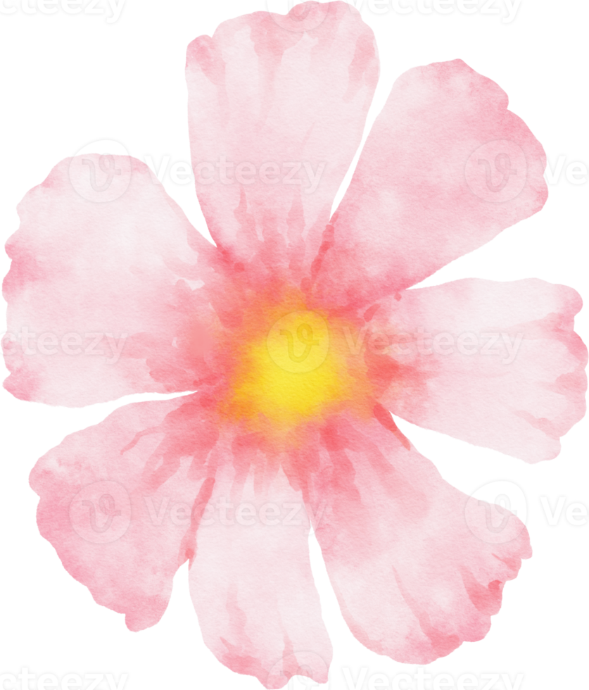 Pink Cosmos Flower Watercolor png