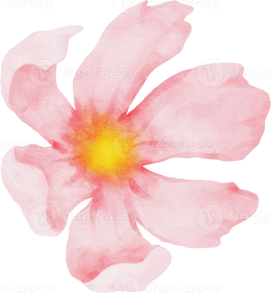 rosa kosmos blomma akvarell png