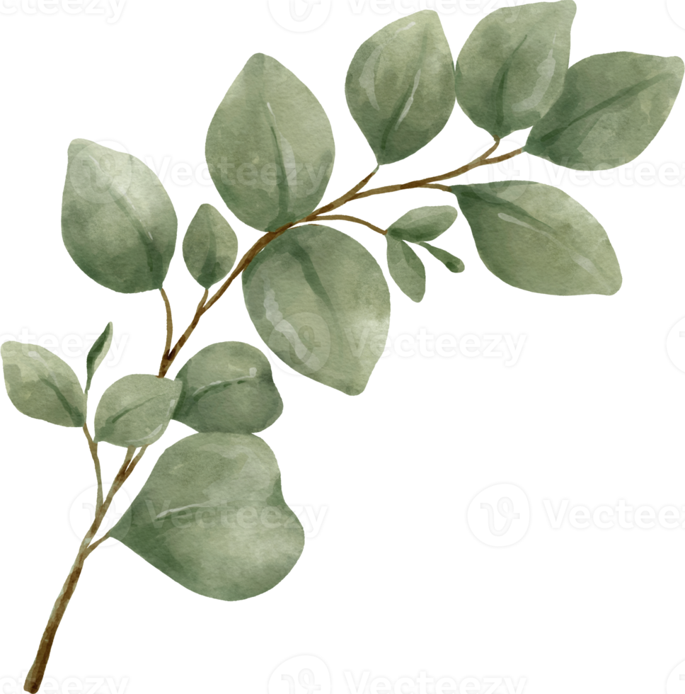 illustration de feuilles d'eucalyptus aquarelle png