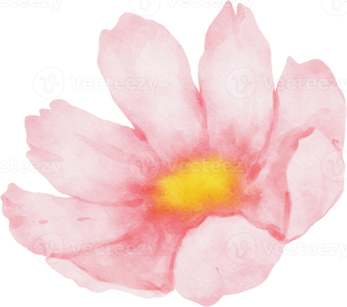 aquarela de flores de cosmos rosa png