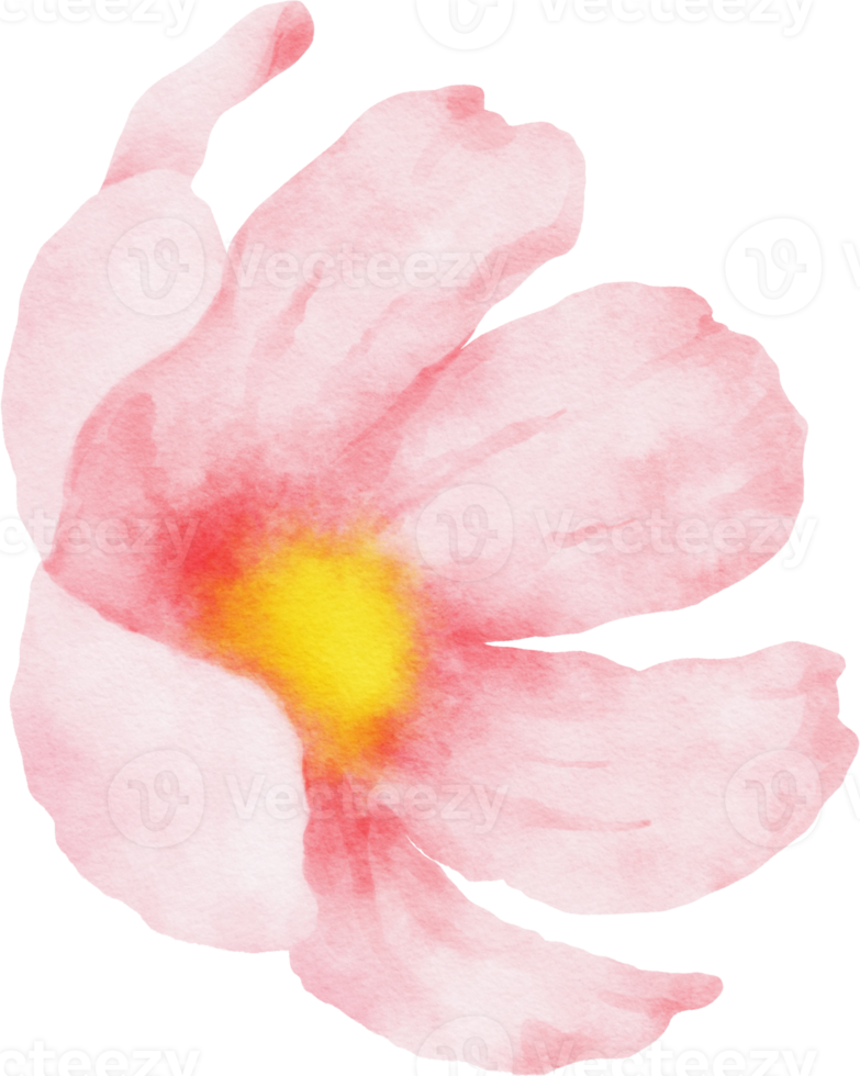 acquerello di fiori di cosmo rosa png