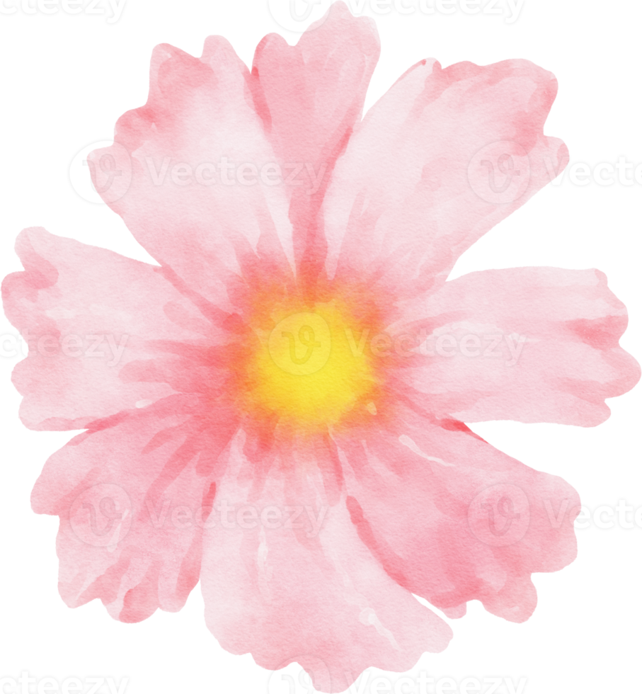 roze kosmos bloem aquarel png