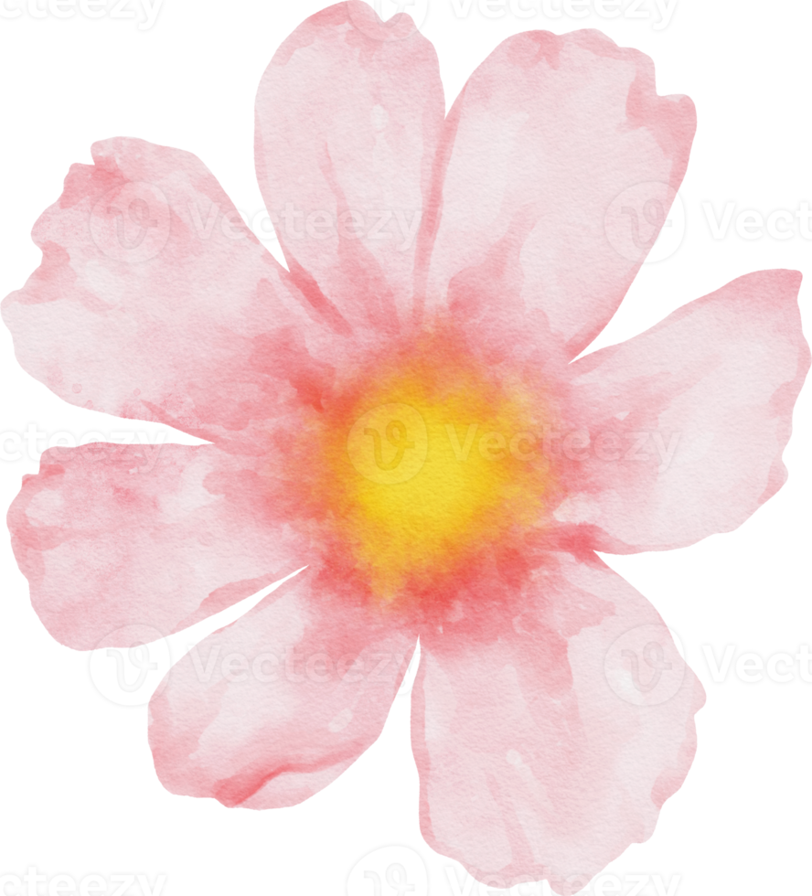 aquarela de flores de cosmos rosa png