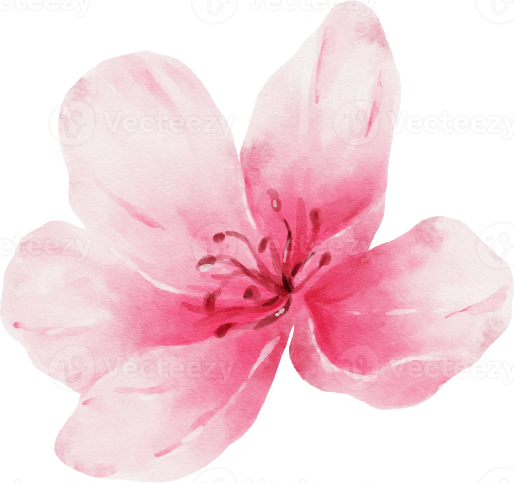 illustration aquarelle fleur rose png