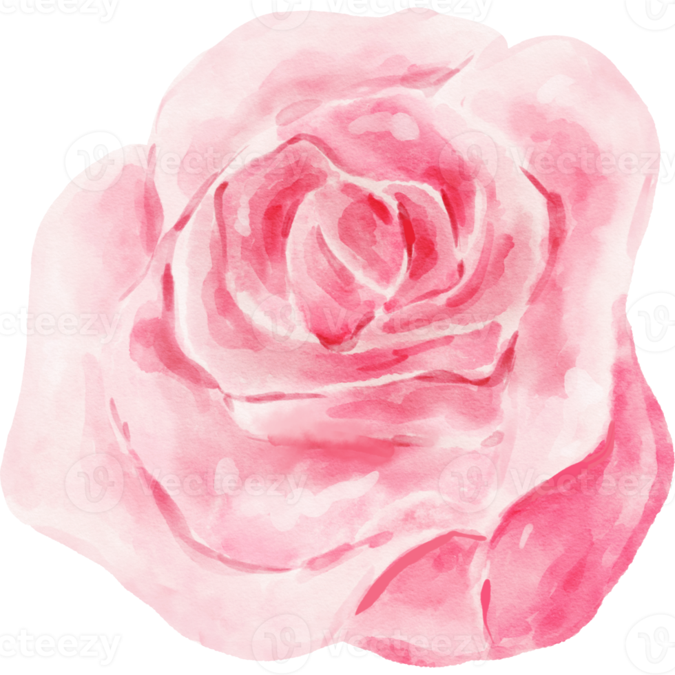 acquerello di fiori di rosa rosa png