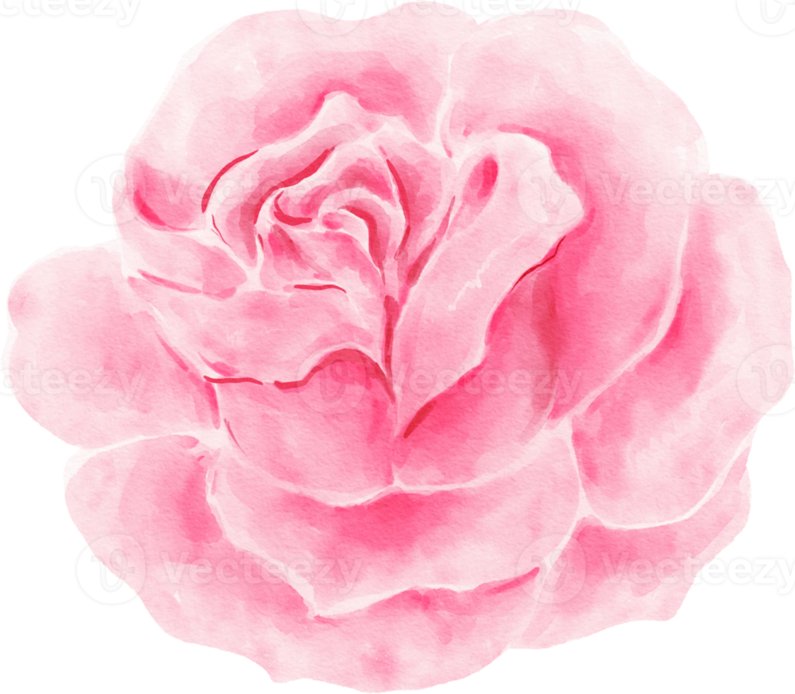 acquerello di fiori di rosa rosa png