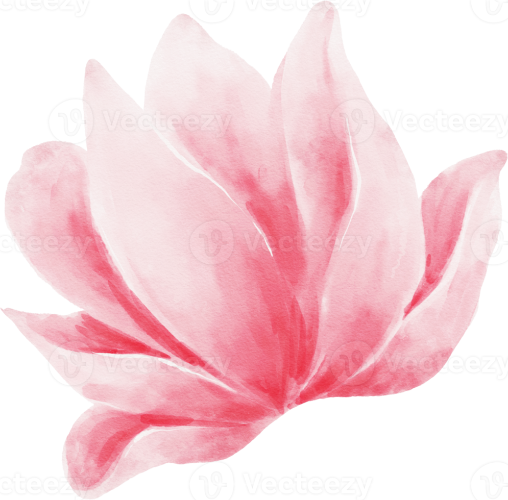 Pink Flower Watercolor Illustration png