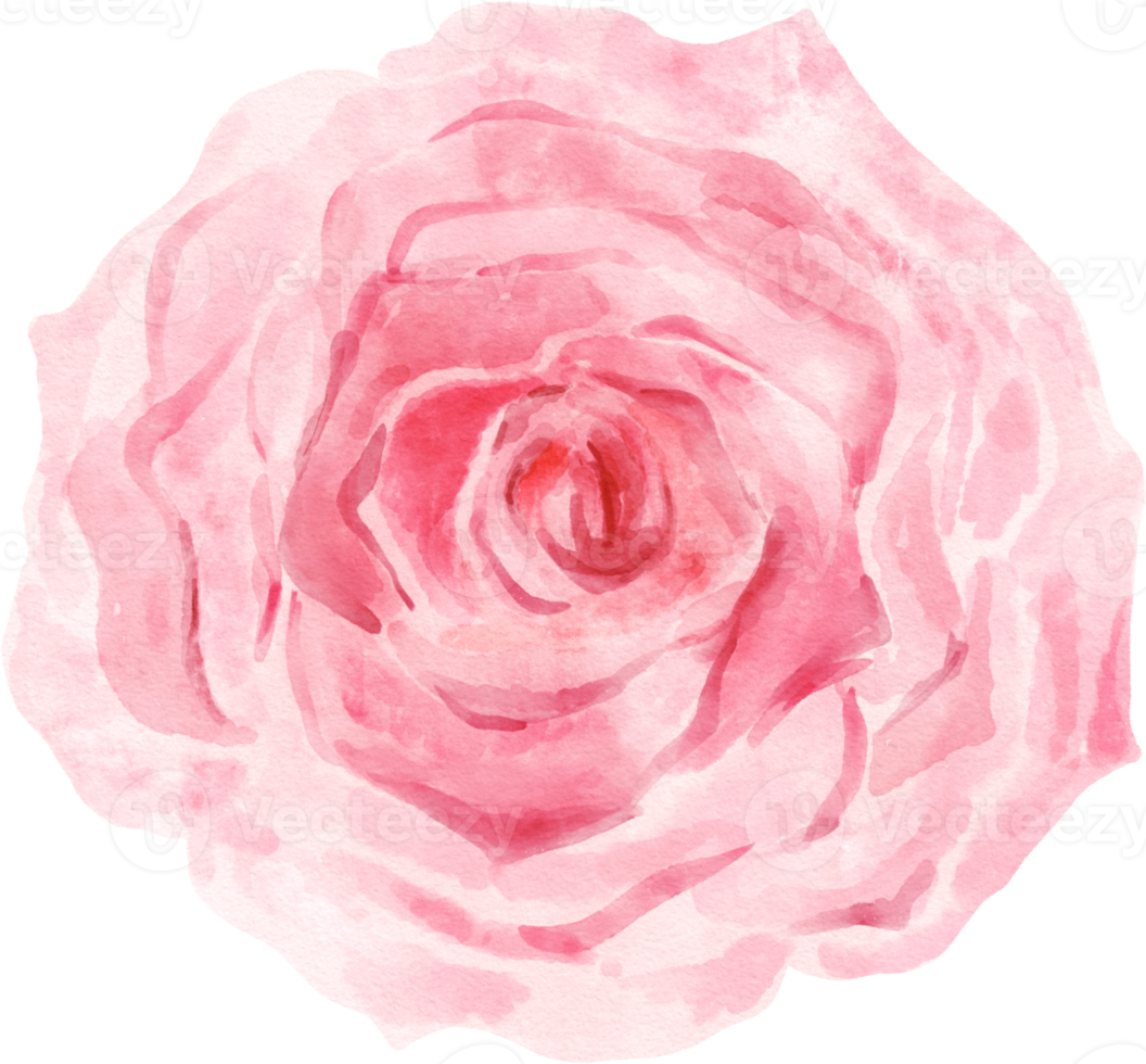 acquerello di fiori di rosa rosa png