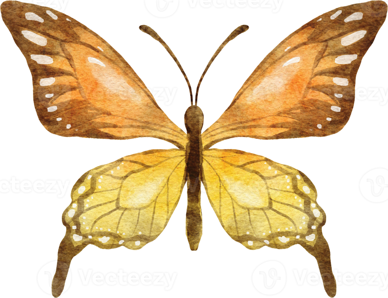 mariposa acuarela ilustración png