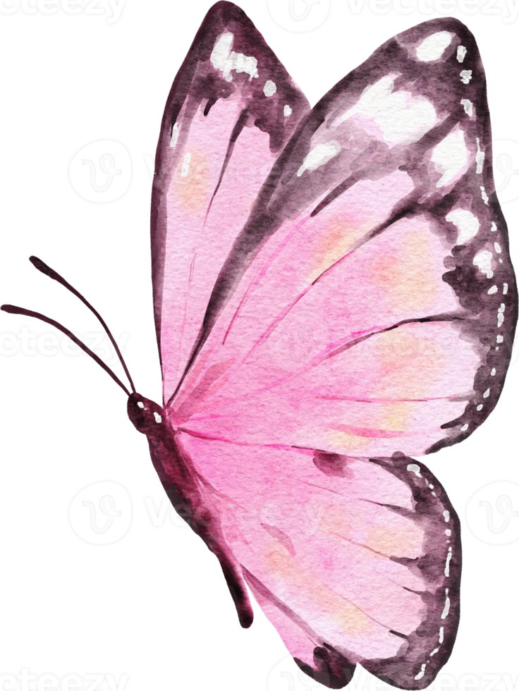 illustration aquarelle papillon png