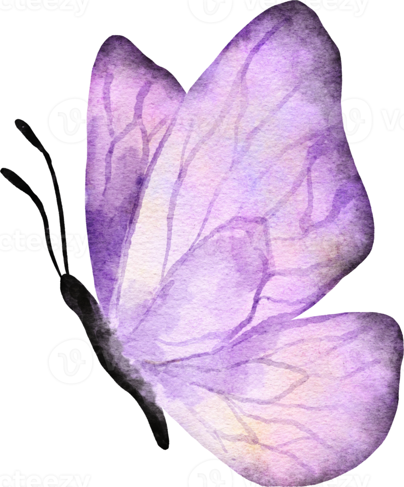 Butterfly Watercolor Illustration png