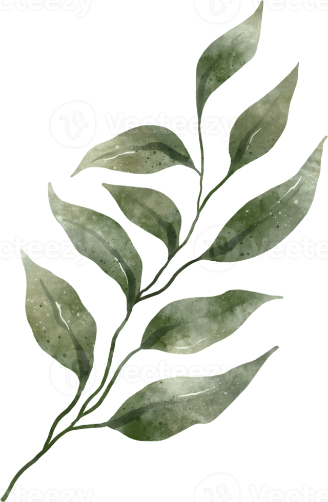 acuarela de hojas verdes png