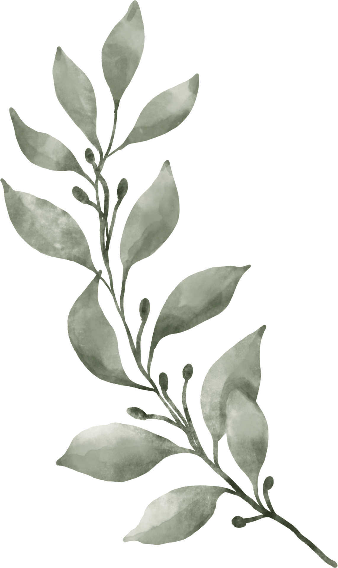 Greenery Leaf Watercolor 9369496 PNG