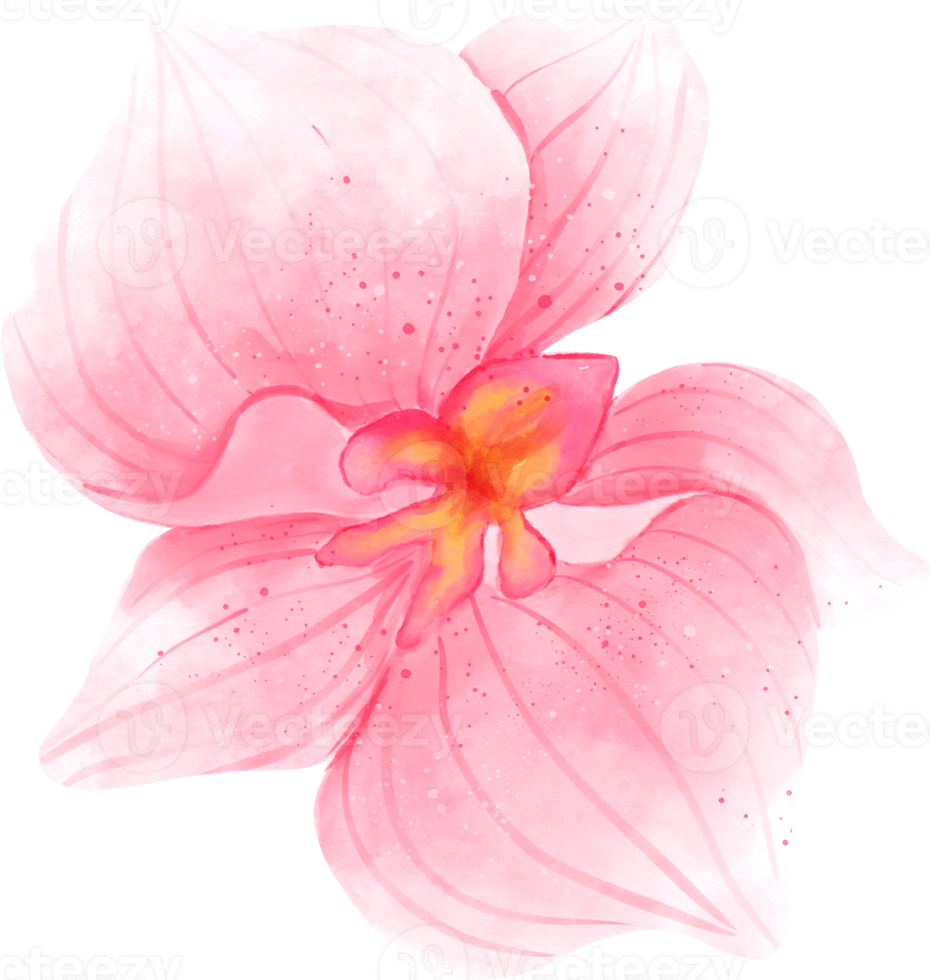 acquerello di fiori di orchidea rosa png