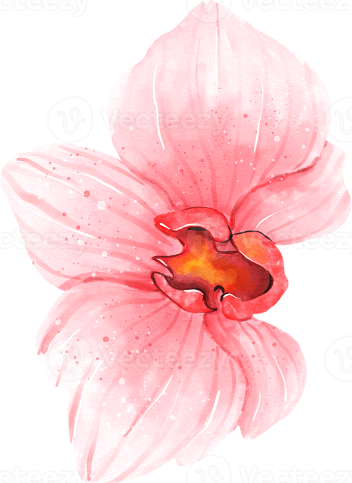 rosa orkidé blomma akvarell png