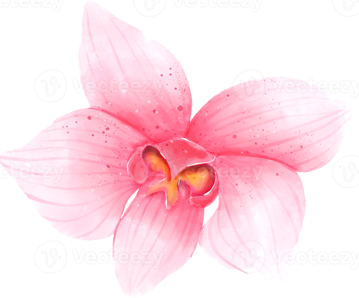 Pink Orchid Flower Watercolor png