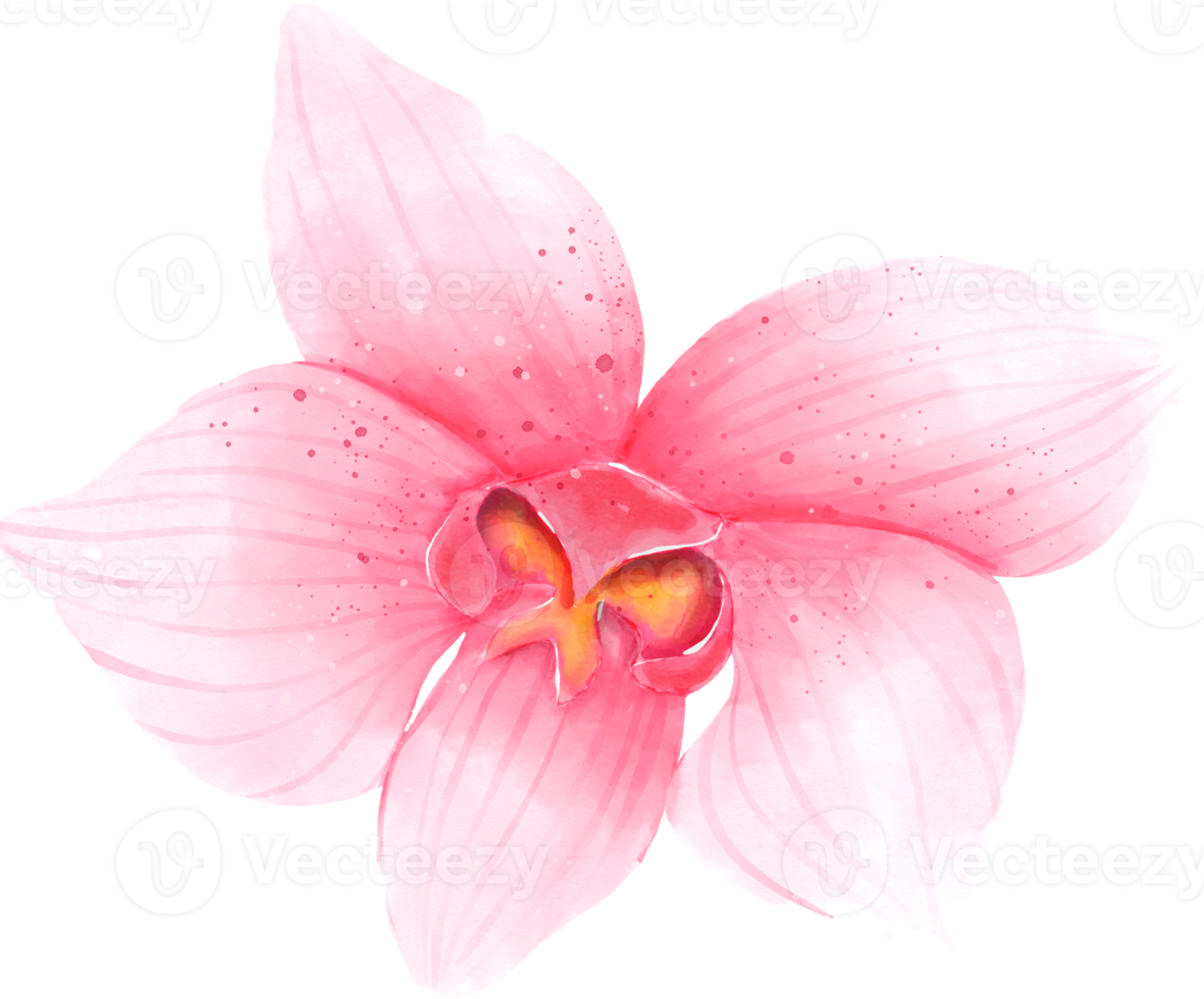 Pink Orchid Flower Watercolor png