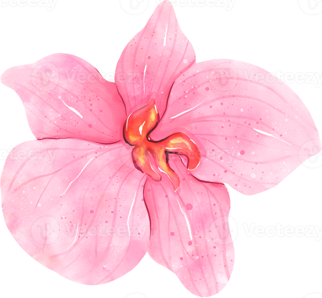 acquerello di fiori di orchidea rosa png