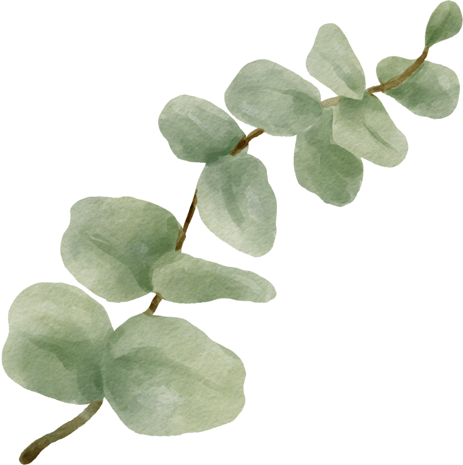 Eucalyptus De Feuille De Plante De Mariage Aquarelle PNG , Yugali, Plante,  Feuilles De Plantes Fichier PNG et PSD pour le téléchargement libre