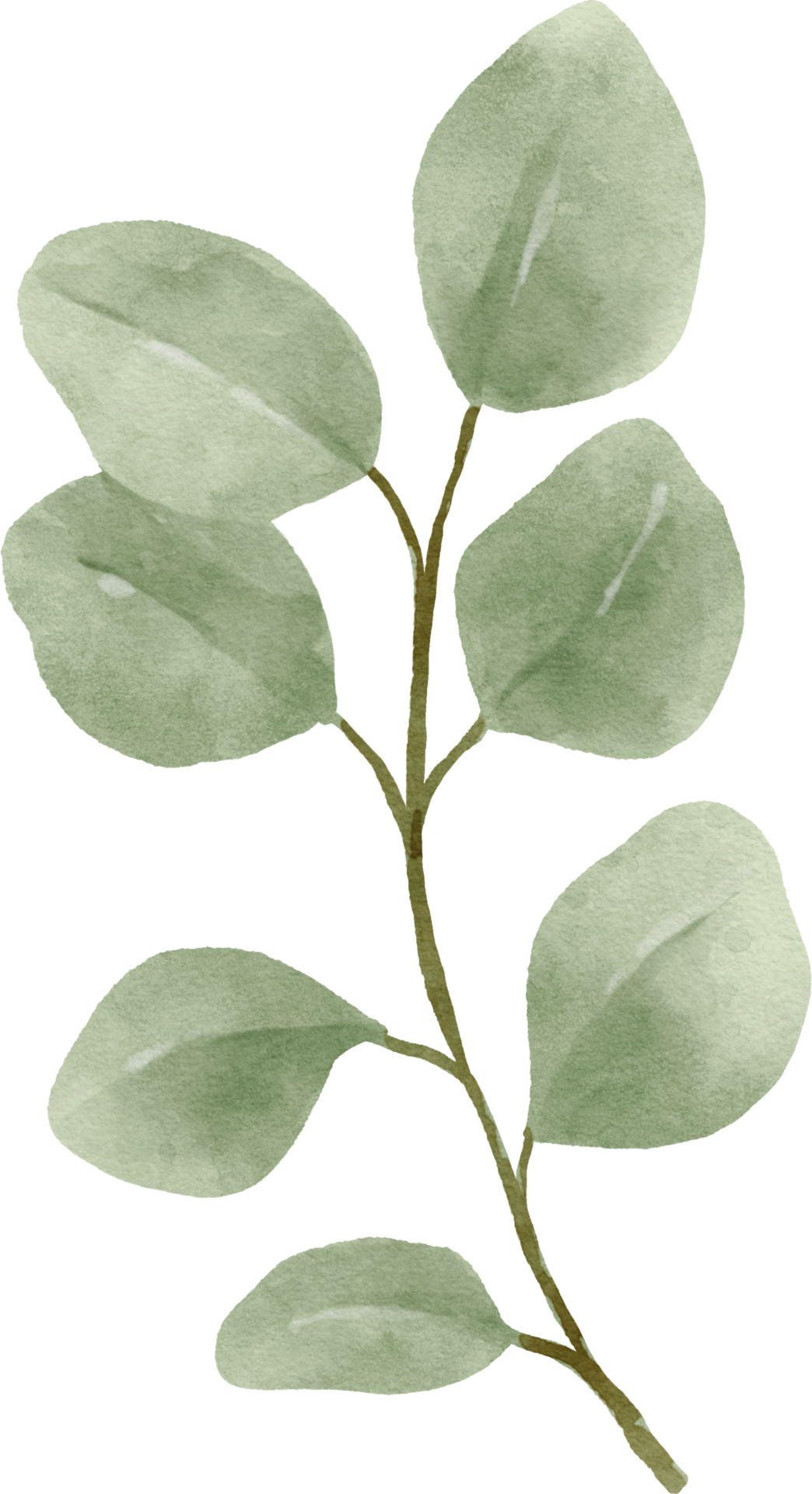 ilustración de hojas de acuarela de eucalipto 9369522 PNG