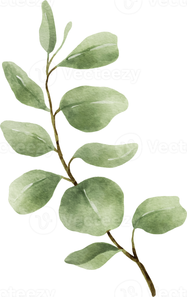 ilustración de hojas de acuarela de eucalipto png