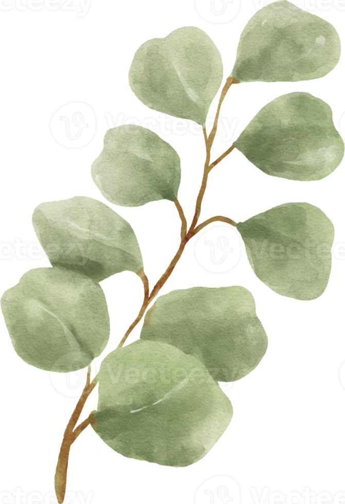 Eucalyptus Watercolor Leaves Illustration png