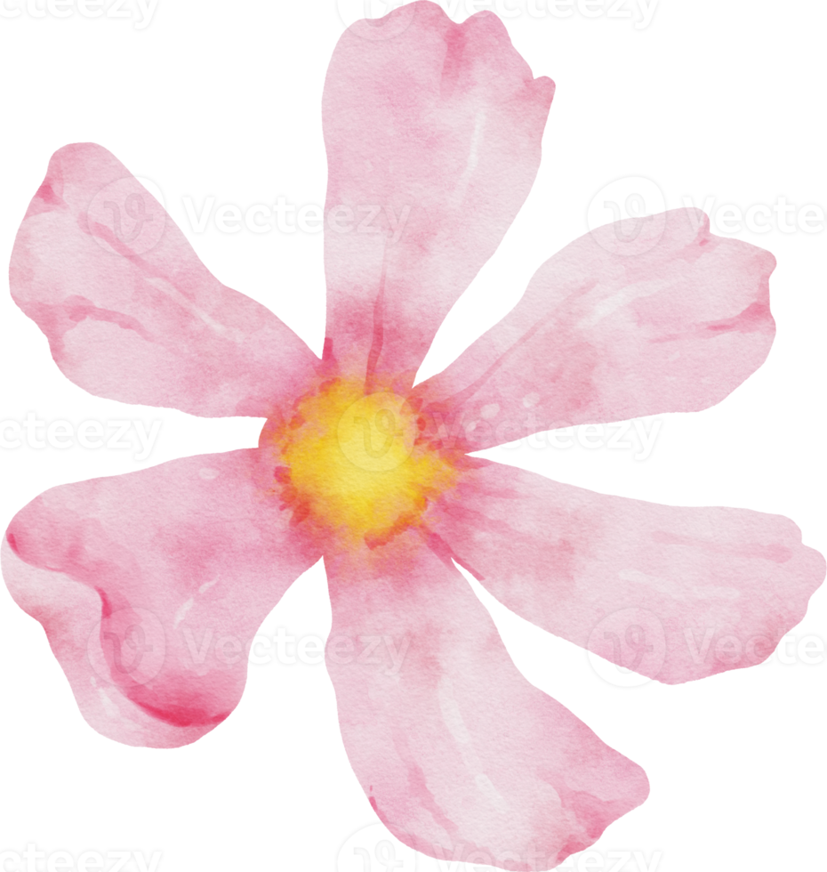 roze kosmos bloem aquarel png