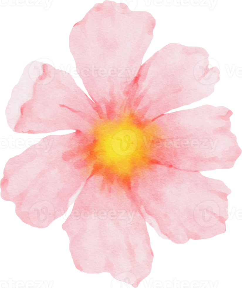 roze kosmos bloem aquarel png