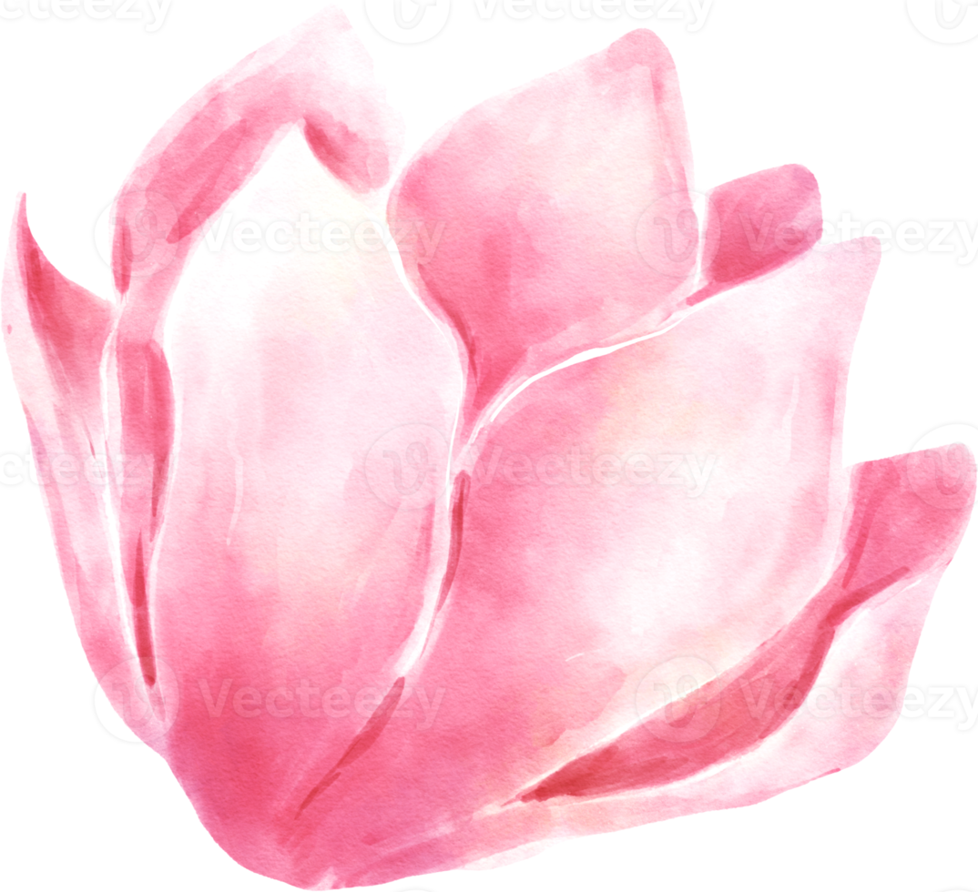 Pink Flower Watercolor Illustration png