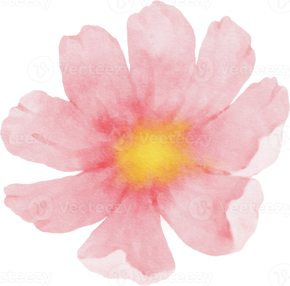 rosa kosmosblumenaquarell png