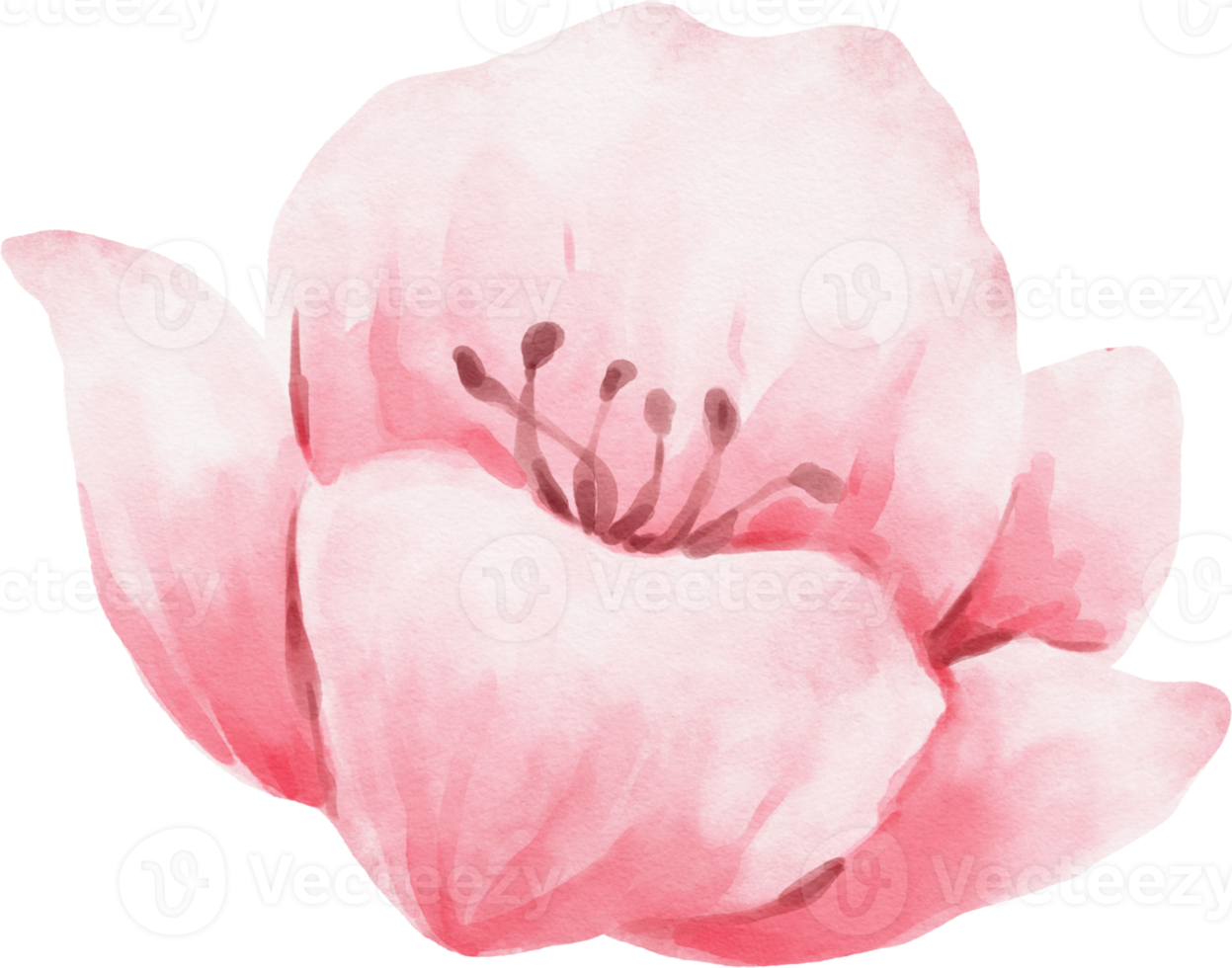 Pink Flower Watercolor Illustration png