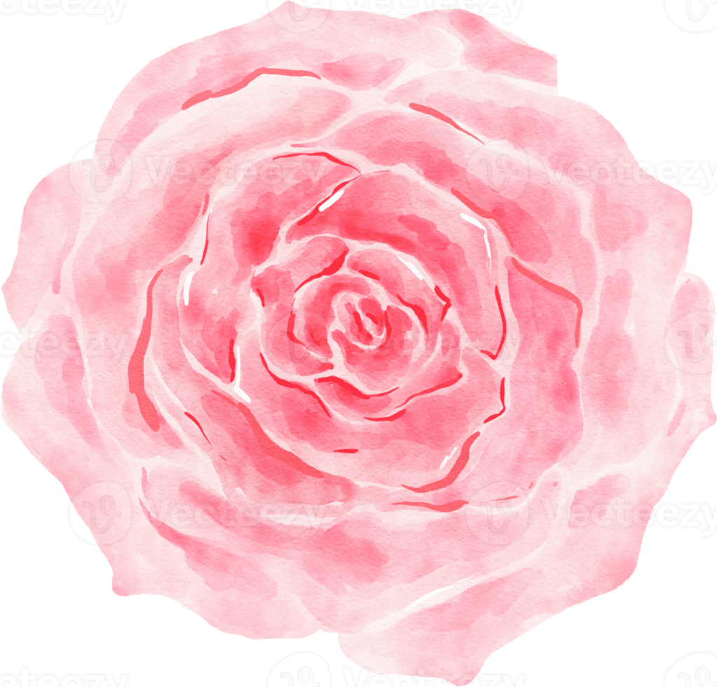 Pink Rose Flower Watercolor png
