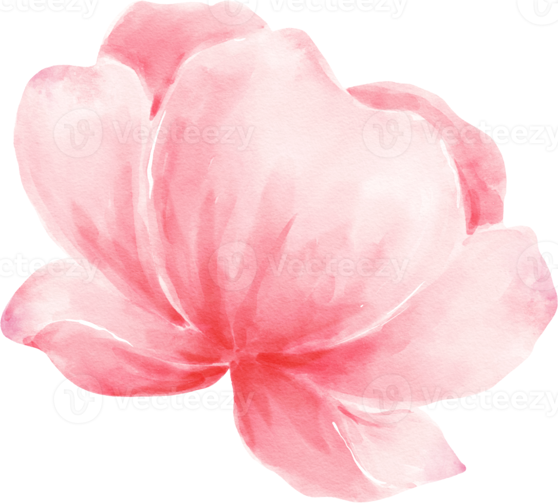 rosa blomma akvarell illustration png