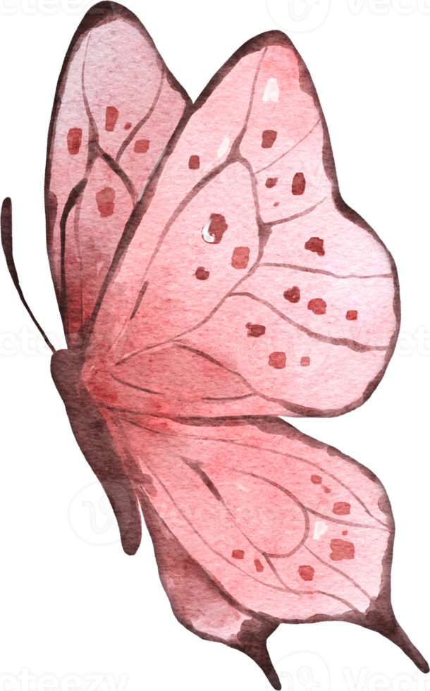 mariposa acuarela ilustración png