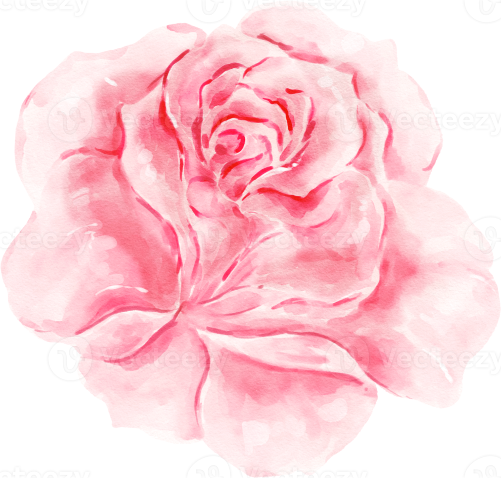 acquerello di fiori di rosa rosa png