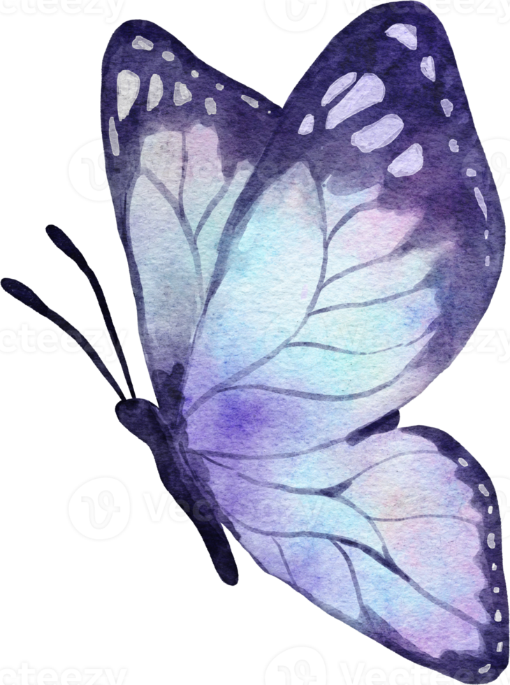 mariposa acuarela ilustración png