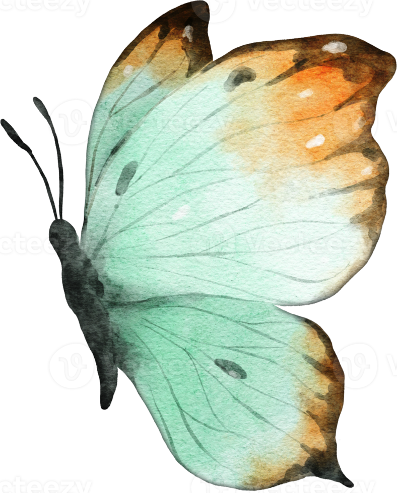 mariposa acuarela ilustración png