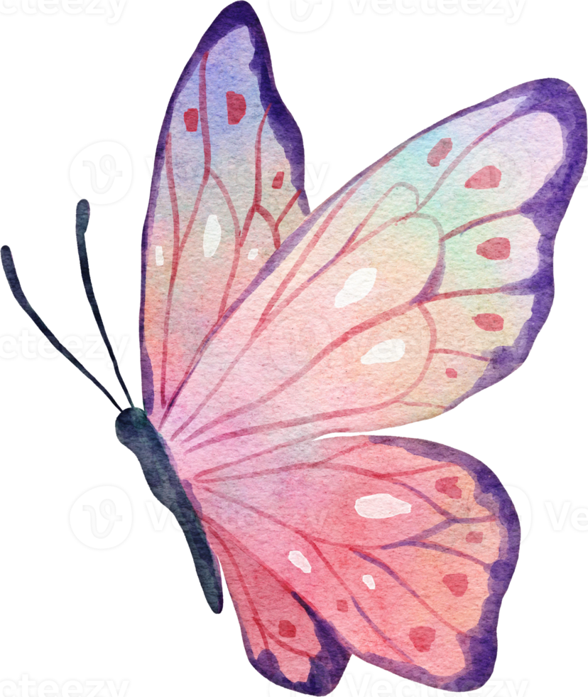 mariposa acuarela ilustración png