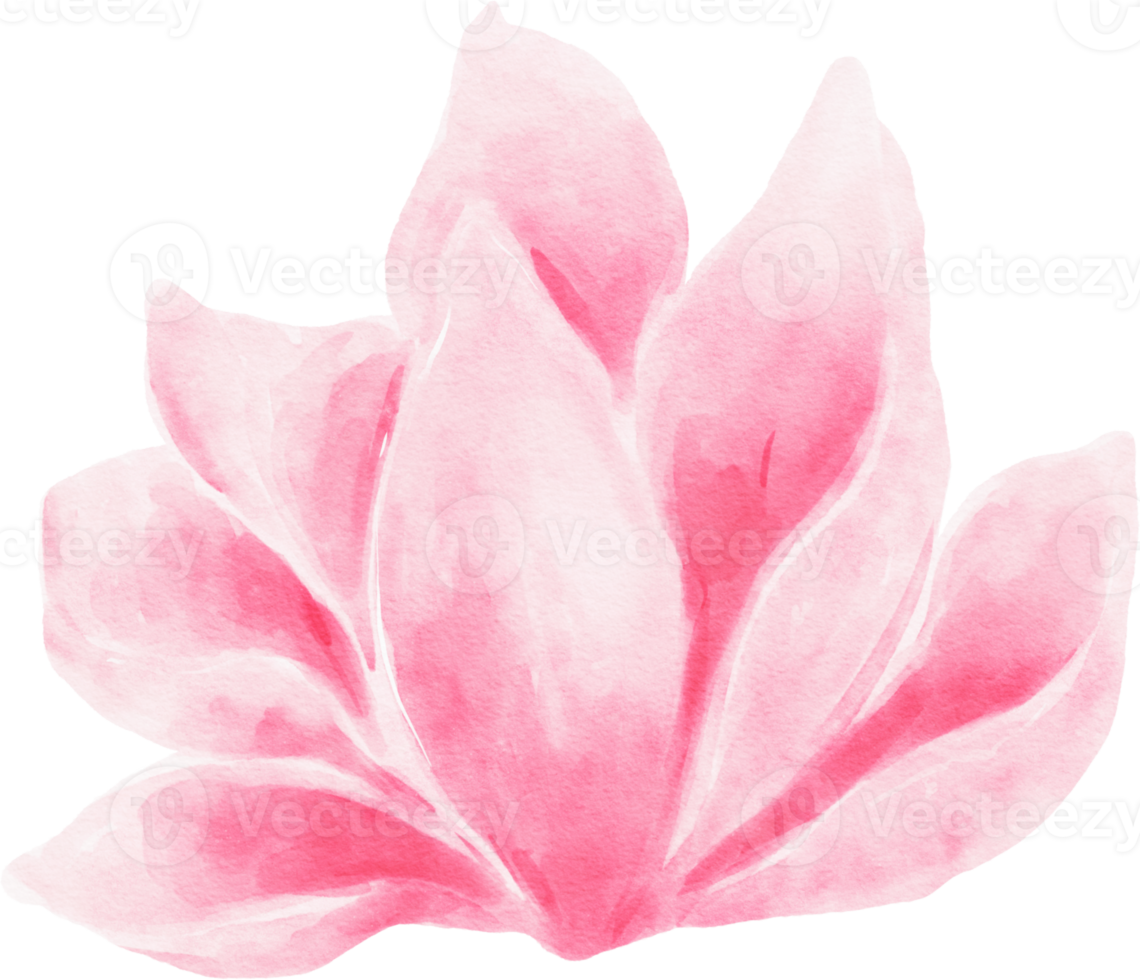 illustrazione dell'acquerello del fiore rosa png