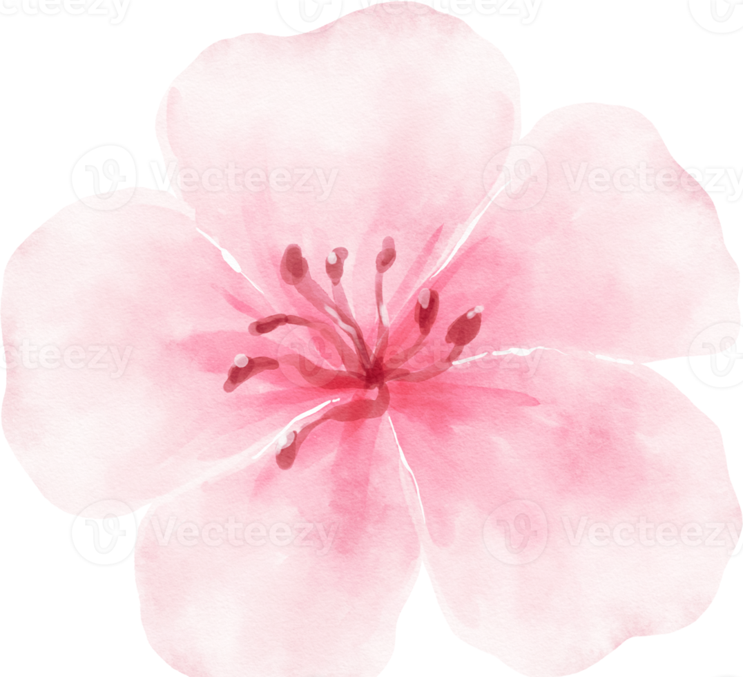 rosa blomma akvarell illustration png