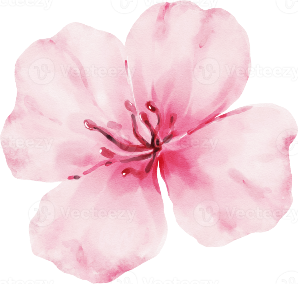 ilustración de acuarela de flor rosa png