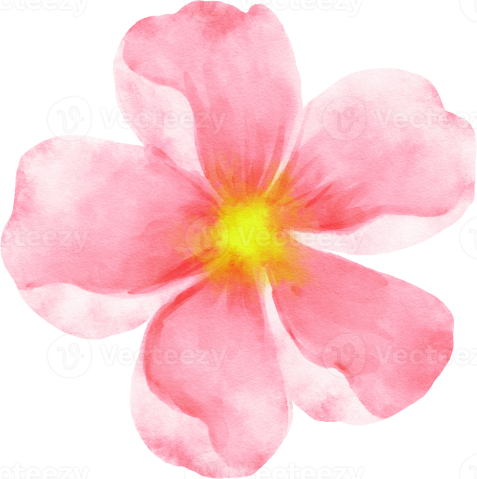 Pink Flower Watercolor Illustration png