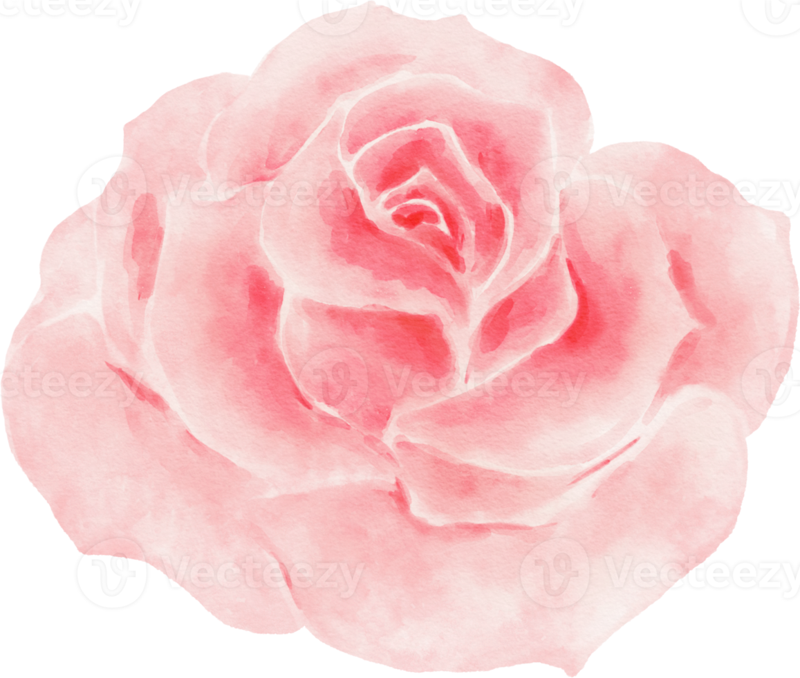 rosa rosa flor acuarela 9369609 PNG