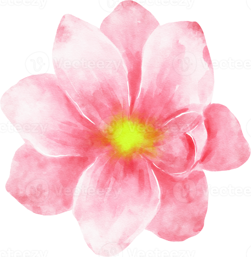 roze bloem aquarel illustratie png