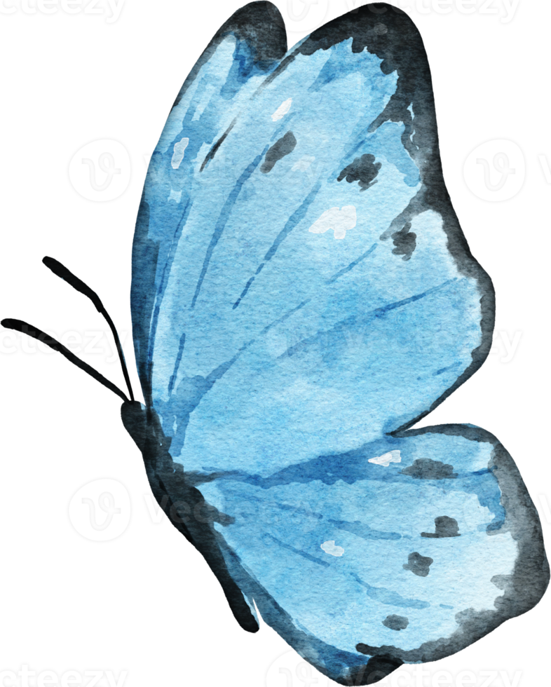 mariposa acuarela ilustración png