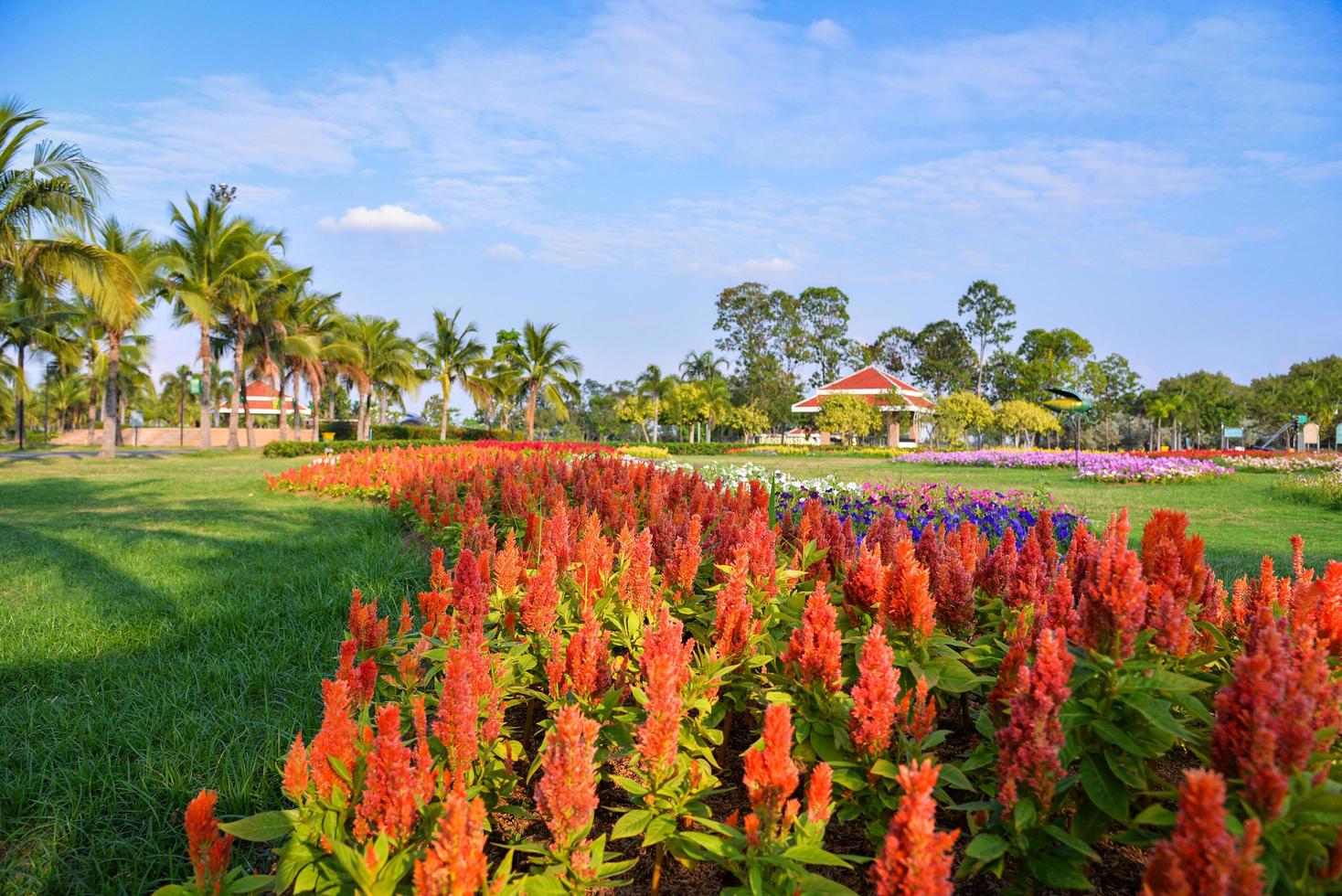 Orange plumed cockscomb or Celosia argentea blossom in the colorful garden spring flower park photo