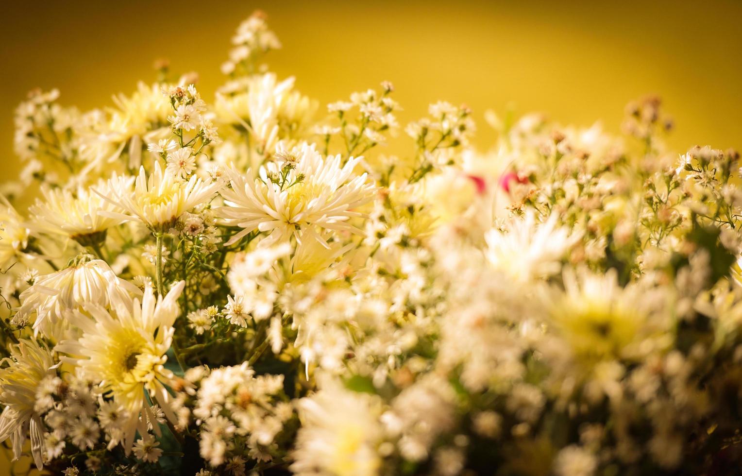 White chrysanthemum flower on yellow tone vintage background photo