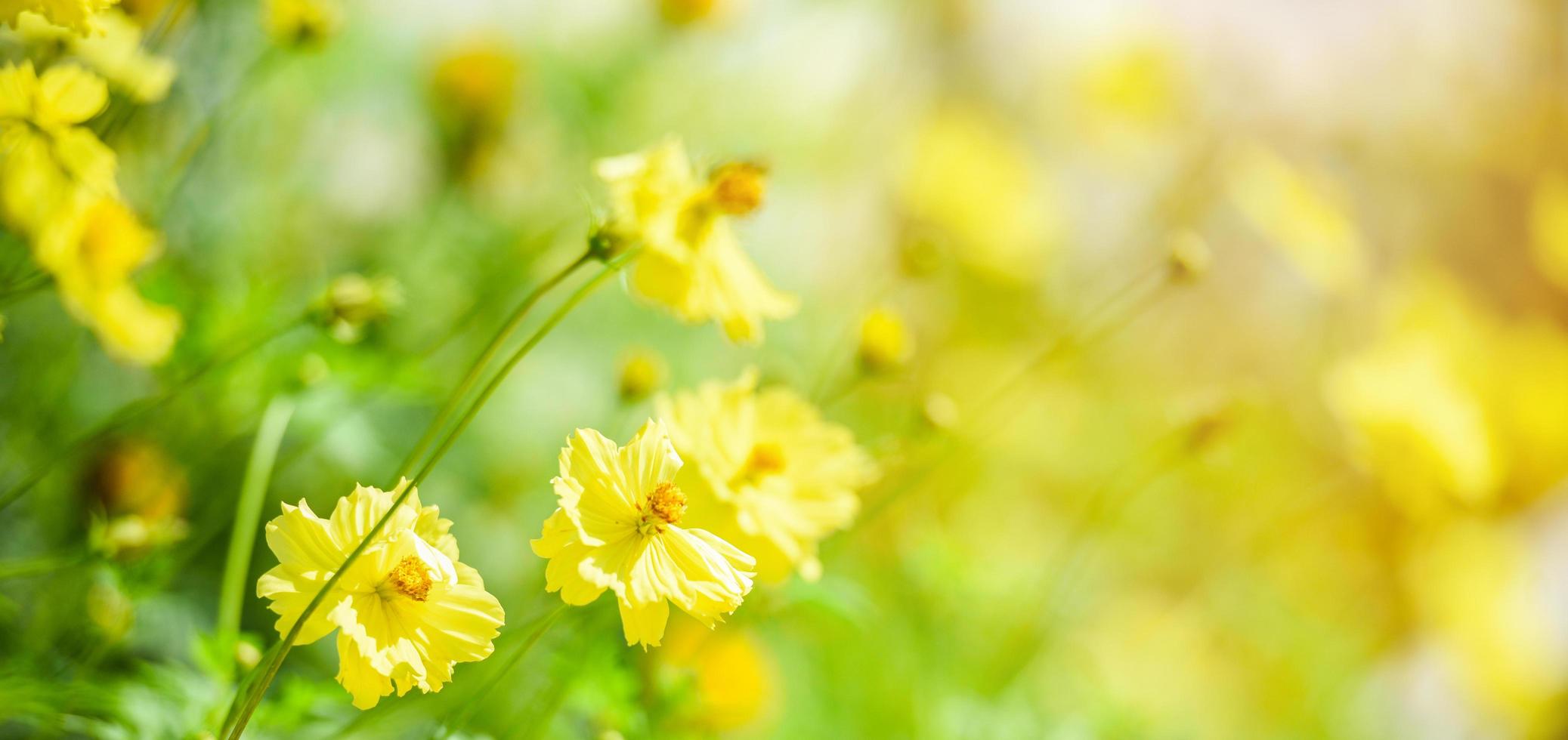 Nature yellow flower field blur background Yellow plant calendula autumn colors beautiful in the garden photo