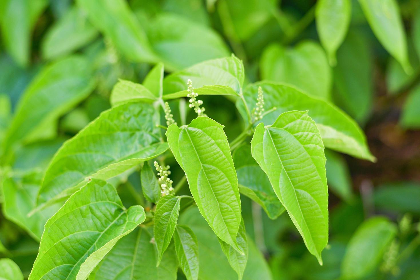 Sacha Inchi leaves or inca peanut palnt growing on tree in the garden star inca photo